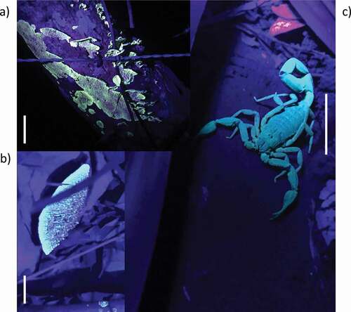 Figure 1. Fluorescence of fungi and scorpion cohabiting the study site. a) Unknown macrofungi (scale bar: 2 cm), b) fungus Trametes sp. (scale bar: 1 cm) and c) Centruroides granosus. (scale bar: 2.5 cm). The light intensity of the UV lamp varied across pictures