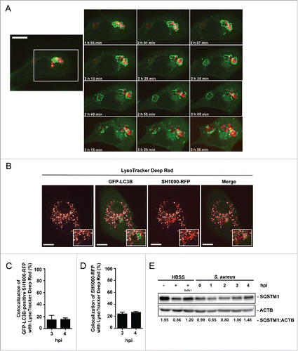 Figure 4. Autophagosomal escape of S. aureus. (A) NIH/3T3 GFP-LC3B cells were infected with SH1000-RFP and recorded via live-cell imaging (recording 3 time points/min) shown are 12 time points. Scale bar, 13 µm. (B) NIH/3T3 GFP-LC3B cells were infected with SH1000-RFP and incubated with LysoTracker Deep Red, 3 hpi. Scale bars: 11 µm. (C) Quantification of the experiment shown in (B) for 3 and 4 hpi. The percentage of GFP-LC3B-positive intracellular S. aureus colocalizing with LysoTracker Deep Red is shown. 50 cells per time point were analyzed. Data are represented as mean ± SEM of 3 independent experiments. (D) Quantification of the experiment shown in (B) for 3 and 4 hpi. The percentage of total intracellular S. aureus colocalizing with LysoTracker Deep Red is shown. 50 cells per time point were analyzed. Data are represented as mean ± SEM of 3 independent experiments. (E) Wild-type MEF cells were infected with wild-type SH1000. As a negative control uninfected cells were included and as positive control cells were incubated for 3 h in HBSS with and without Baf A1. Cellular lysates were prepared and analyzed by immunoblotting using indicated antibodies. Normalization of ACTB/actin in comparison to SQSTM1 expression was analyzed with ImageJ.