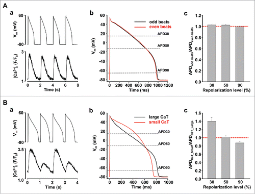 Figure 1. Correlation of APD and CaT alternans. (A, a) APs and [Ca2+]i simultaneously recorded from a current-clamped ventricular myocyte with no CaT alternans. (b) Overlay of APs recorded on even and odd beats. (c) APD ratios calculated at 30, 50 and 90% repolarization levels of 2 subsequent APs in the absence of CaT alternans (n = 7, AR = 0.03 ± 0.01). (B, a) Simultaneous recordings of APs and [Ca2+]i from the same current-clamped ventricular myocyte as shown in panel A with induced CaT alternans (AR = 0.68); (b) Overlay of APs recorded coinciding with large and small Ca transients; (c) Mean APD ratios calculated at 30, 50 and 90% repolarization levels in the presence of CaT alternans (n = 6, AR = 0.77 ± 0.04).