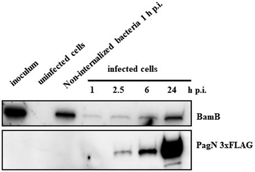 Figure 2. PagN is produced during CHO cells infection. CHO cells were infected with STm PagN x3FLAG at MOI 50:1 for 1 h at 37 °C followed by 1 h with gentamicin 100 µg/mL and extra time with gentamicin 10 µg/mL corresponding to 2.5, 6 and 24 h p.i. At the indicated time, Laemmli buffer resuspension of the bacterial inoculum (representing 1.5 x 106 bacteria in 10 µL), of the uninfected or of cell culture supernatant containing extracellular bacteria 1 h p.i. Or of the infected cells were loaded as described in Methods. The bacterial protein level BamB and the production of PagN have been verified by immunoblotting. The image is representative of three independent experiments.