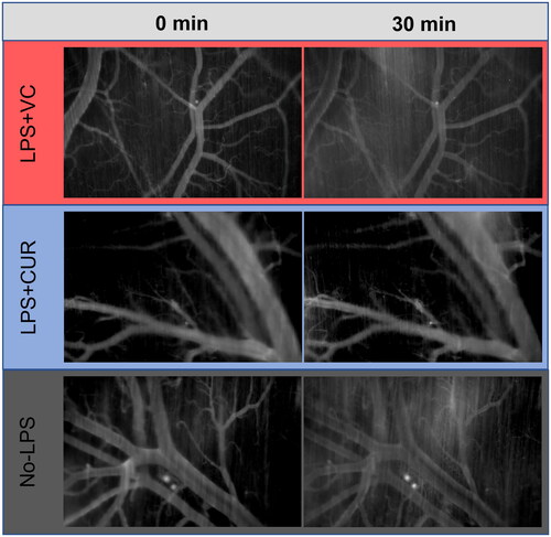 Figure 3. TRITC albumin in the microvasculature. Images (5× magnification) were captured by a monochromatic digital camera using identical flash intensity and exposure times for each series. Contrast and brightness were adjusted for presentation using the Zen II software and standardised for all images. Intensity data were collected from the interstitial space (dark areas at 0 min not populated by brighter microvasculature) and converted to fold change at 30 min as an indicator of TRITC-Albumin extravasation. Images are representative of the 0 and 30 min time points for each group.