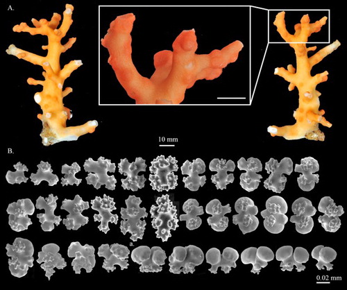 Figure 17. Pleurocorallium borneense. Holotype, USNM 49325: (A) Front and back views of colony, and enlargement of branch; (B) sclerites from cortex, (a) double clubs with smooth surface.