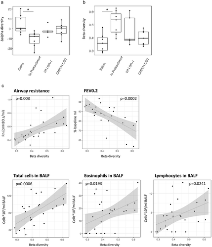 Figure 5. (a) Change in alpha diversity (Inverse Simpson) and (b) community shift reflected as Beta diversity (Bray-Curtis) between microbiome composition after pretreatment and after allergic asthma induction. The position of dot for each mouse reflects a temporal shift in microbiome composition (e.g. the gradient between 0 and 1 from very similar to very dissimilar in Panel b). Crossbar depicts median per group; *p < .05 compared to the saline group; n = 5–7 mice per group; (c) Correlation between the calculated beta diversity reflecting a shift in microbiome composition before and after allergic asthma induction, and allergic asthma parameters. Beta diversity (Bray-Curtis) values between samples of individual mice collected after pretreatment and after allergic asthma induction are depicted as dots per mouse. Airway resistance: measure of AHR in response to methacholine; FEV0.2: FEV0.2% of baseline; Total cells BALF: lung total cell counts per ml BALF; Lymphocytes BALF: lung lymphocyte counts per ml BALF; Eosinophils BALF: lung eosinophil counts per ml BALF. Groups are labeled according to figure 1c as follows: Saline: no asthma induction, not pretreated; No pretreatment: allergic asthma, not pretreated; wt LGR-1: allergic asthma, pretreated with wild-type L. rhamnosus GR-1; CMPG11250: allergic asthma, pretreated with recombinant L. rhamnosus GR-1 producing Bet v 1 (CMPG11250).