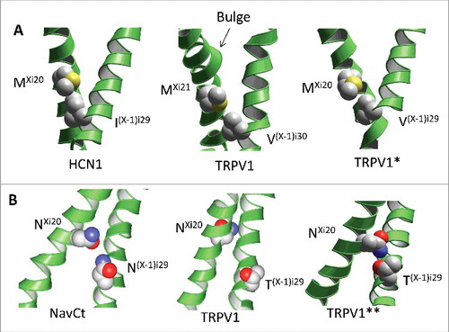 Figure 5. Models of artificial analogs of the TRPV1 channel. A, Comparison of the open-state structures of HCN1, TRPV1 and TRPV*, the artificial analogue of TRPV1 with the Ni20 deletion. Due to the helix bulge in TRPV1, residues MXi21 and V(X-1)i30 form a contact, which is similar to the contact between MXi20 with I(X-1)i29 in the HCN1 channel. Deletion of asparagine Ni20 in the TRPV* model caused disappearance of the bulge and appearance of contact MXi20: V(X-1)i29, which matches contact MXi20: V(X-1)i29 in HCN1. B, Comparison of the open-state structures of NavCt (left), TRPV1 (middle) and TRPV1**, the artificial analogue of TRPV1 with the twisted C-terminal thirds of the inner helices (right). In the NavCt and TRPV** channels, residues in positions Xi20 and (X-1)i29 form intersubunit open-state contacts. In the TRPV1 channel the inner helix has a π-helix bulge and respective contact is lacking. Imposing the alpha-helical conformations of the inner helices in the TRPV1** channel resulted in formation of the H-bond between NXi20 and T(X-1)i29.