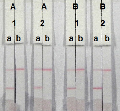 Figure 5. Optimization of the immunochromatographic strip. Concentration of coating antigen (A) 0.05 mg/mL; (B) 0.1 mg/mL. The dosage of the mAb that add in GNP: (1) 8 µg/L; (2) 10 µg/L. The standard concentration: (a) 0 ng/mL and (b) 1 ng/mL.
