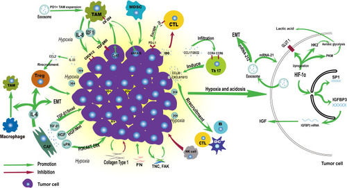Figure 2 Immune landscape of ESCC tumor microenvironment.