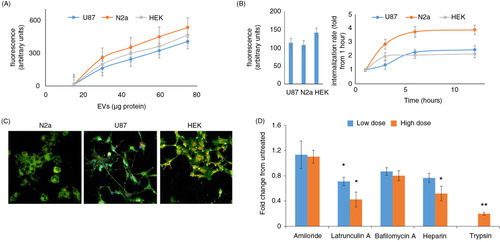 Fig. 4.  FBS-derived EVs are internalized into cells by endocytosis. Isolated FBS EVs were labeled with the membrane dye PKH26 (red), and the free dye was removed by two 120,000g centrifugations. (A) U87, N2a, and HEK cells were grown for 6 hours in the presence of different amount of PKH26-labeled EVs. Free EVs were washed from the cells, and the level of internalization was quantified using a fluorometer plate reader (n=7). (B) PKH26-labeled EVs that contained 35 µg protein were added to different cell types in culture medium for the indicated times. Free EVs were washed, and the level of internalization was quantified using a fluorescence plate reader. The left panel shows the fluorescence after 1 hour of incubation in absolute numbers, and the right panel shows the time-dependent internalization normalized to that time point (n=4). (C) Representative images of isolated FBS EVs labeled with PKH26 (red) within N2a, U87, and HEK cells labeled with PKH67 (green). (D) The FBS-derived EVs were treated with 1 mg/ml of trypsin; free trypsin was removed by washing before the EVs were added to the cells. In different wells, the cells were treated with inhibitors (amiloride, 2 and 4 mM; latrunculin A, 2.5 and 5 µM; bafilomycin A, 20 and 40 nM; and heparin, 5 and 10 µg/ml) 30 min before regular EVs (not treated with trypsin) containing 35 µg protein were added. The internalization was measured after 6 hours of incubation (n=5). *p< 0.05, *p<0.01.