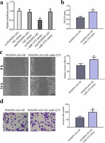 Figure 6. PGM5P4-AS1 suppressed the malignant behavior of lung cancer cells by sponging miR-1275. (a), The Dual-luciferase reporter gene showed that PGM5P4-AS1 sponged miR-1275 (*p < 0.05 vs. wt-PGM5P4-AS1+ NC mimic). (b), MTT assay was performed to evaluate the ability of cell proliferation (#p < 0.05 vs. PGM5P4-AS1-OE). (c), the migration ability of cells was assessed by wound healing assay (×100, Scale bar represented 200 μm; #p < 0.05 vs. PGM5P4-AS1-OE). (d), Transwell assay was used to estimate the cell invasion ability (×200, Scale bar represented 100 μm; #p < 0.05 vs. PGM5P4-AS1-OE)