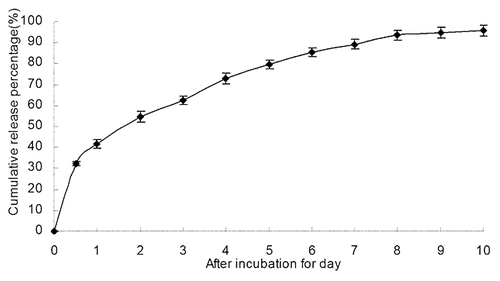 Figure 3. The in vitro release curve of nanoparticles in simulated body fluid (37°C, pH 7.4, n = 3). A rapid release was observed from time 0 to 12 h, with a cumulative release percentage of 32.4%; a smooth slow-release occurred between days 1 and 8, with a cumulative release percentage of 93.50%. During days 8 to 10, the release reached a plateau, with a cumulative release percentage of 95.70% at day 10.