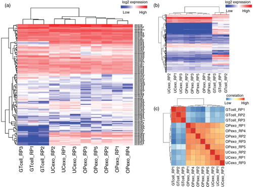 Fig. 3.  Heatmap of unsupervised hierarchical clustering and correlation matrix of neuronal-derived exosome and GT1-7 neuronal cell samples. Heatmap of expression level of microRNAs (a) and other small RNAs (b), including transfer RNA, piwi-interacting RNA, ribosomal RNA, small nucleolar RNA and small nuclear RNA. (c) Distance mapping of small RNA expression using Euclidean distance metric of OptiPrep™ exosomes, ultracentrifugation exosomes and GT1-7 neuronal cells. Exosomes prepared by both methods are closely related to each other, but distantly related to neuronal cells. Abbreviations: “GTcell” denotes GT1-7 mouse neuronal cell line; “OPexo” refers to exosomes isolated from OptiPrep™ velocity gradient ultracentrifugation; “UCexo” refers to exosomes isolated from differential ultracentrifugation; “RP” denotes sample replicate.