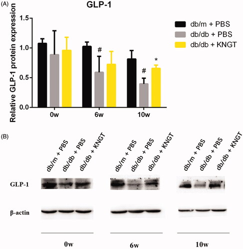 Figure 7. GLP-1 protein expression in the colon tissue of each mouse group after FMT-KNGT at 0, 6 and 10 weeks. The grey values were analyzed by ImageJ. Data are presented as the mean ± SD values. *p < 0.05 compared to db/m + PBS mice. #p < 0.05 compared to db/db + PBS mice.