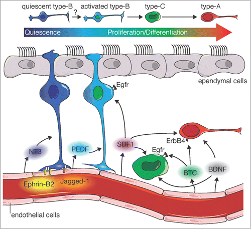 Figure 1. Model for vascular regulation of SVZ neurogenesis. Juxtacrine signals and paracrine factors from vascular endothelial cells (Ephrin-B2, Jagged-1, NT-3) cooperate with cell-intrinsic programs to maintain type-B cells in a quiescent and undifferentiated state in which they are refractory to proliferative cues. In contrast, activated type-B cells and their type-C progeny sense and respond to paracrine vascular cues, which promote their proliferation and neuronal differentiation into type-A cells (PEDF, BTC, BDNF). Paracrine factors such as BDNF and SDF1 induce Type-A neuroblast migration along blood vessels to the olfactory bulb.