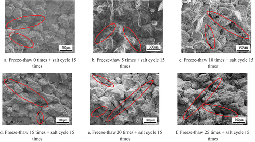 Figure 6. Microscopic morphology of stone samples under salt weathering.