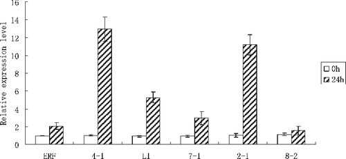 Figure 6. Expression levels of ERF and interacting protein genes in leaves of Populus simonii × P.nigra under salt stress.