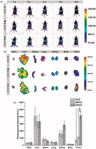 Figure 5. In vivo tumor targeting evaluation of different conjugates visualized by in vivo imaging system. (A) Real-time in vivo imaging distribution of conjugates in H22 tumor-bearing mice at 1, 2, 4, 8, and 12 h after the intravenous injection of conjugates; (B) ex vivo imaging distribution of conjugates in tumors and major organs harvested from the tumor-bearing mice at 12 h; and (C) fluorescence intensity of the excised organs at 12 h. *p < .05.