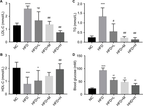 Figure 3 RSV improved serum parameters in HFD-fed mice.Notes: (A) LDL-C (mmol/L), (B) HDL-C (mmol/L), (C) TG (mmol/L), and (D) blood glucose (Mm), n=12 per group. *P<0.05 and **P<0.01 compared with the NC control group; #P<0.05 and ##P<0.01 compared with the HFD control group. ***P<0.001, ****P<0.0001.