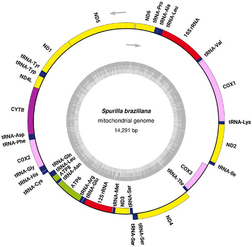 Figure 2. Circular map of the complete mitochondrial genome annotated to show the locations and orientation of its 13 protein-coding genes, 2 rRNA genes, and 23 tRNA genes. The upper arrows indicate the direction of transcription, while the inner gray circle represents the GC content.