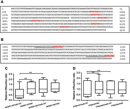 Figure 3 Sequence-specific targeting of DICER1 and PTEN 3ʹUTRs by miR-107.Notes: (A) Software-predicted miR-107 binding sites within the 3ʹUTR of DICER1 mRNA. (B) Software-predicted miR-107 binding sites within the 3ʹUTR of PTEN mRNA. (C–D) Dual-Luciferase Reporter Assay in HEK293T cells transfected with luciferase reporter constructs as indicated, including pmiR-RB-Report™-hDICER1 (C) or pmiR-RB-Report™-hPTEN (D), together with miR-107 mimics or negative control (NC). **P<0.01.