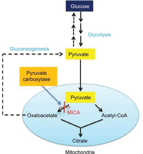 Figure 2 Diagram showing MICA block of pyruvate conversion to oxaloacetate in the gluconeogenesis pathway.