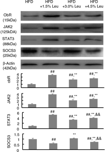 Fig. 4 The representative protein expression of ObR, JAK2, STAT3, and SOCS3 in the four groups. Values are means for 12 rats with SD represented by vertical bars. The intensity of the bands was normalized using each corresponding β-actin density. The mean value was significantly different from that of the HFD group at ## P<0.01, from that of the HFD+1.5% Leu group at **P<0.01, and from that of the HFD+3.0% Leu group at && P<0.01. HFD, high-food diet; Leu, leucine.