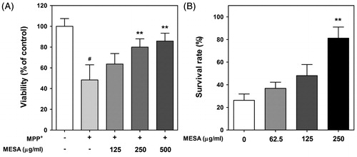 Figure 1. Protective effects of MESA against MPP+-induced toxicity. (A) PC12 cells plated at a density of 1.5 × 105 cells/well and pretreated with MESA. After 2 h incubation, 400 μM of MPP+ was added to the culture medium and incubated for 48 h. MTT assay was performed to determine the cell viability. (B) Worms were treated with 2 mM of MPP+ for 48 h and MESA was added 30 min before MPP+ treatment. Data are expressed as the mean ± S.D. and results are obtained from three independent assays with triplicate determinations. Significance of difference between MESA treatment and MPP+-treated control was determined by a one-way ANOVA, followed by a Tukey mean comparison post hoc test. #p < 0.05 compared with vehicle alone. **p < 0.01 compared with MPP+-treated control.