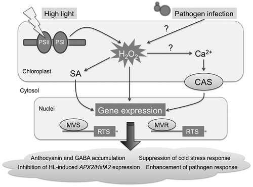 Fig. 4. Proposed model for chloroplastic H2O2-mediated signaling.Notes: CAS, chloroplast calcium sensor; MVR, methylviologen-resistant; MVS, methylviologen-susceptible; PS, photosystem; SA, salicylic acid.