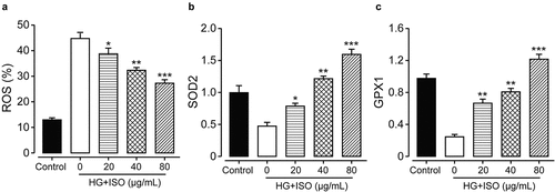 Figure 2. Effects of treatment of ISO at different concentrations on the antioxidant ability of the HK-2 cell. The content of (a) ROS and (b) SOD2 and (c) GPX1 in HK-2 cell with the oxidative injury induced by high glucose. *p < 0.05, **p < 0.01, ***p < 0.001 compared with high glucose only treated HK-2 cells. All data were presented as mean ± SD (n = 5)