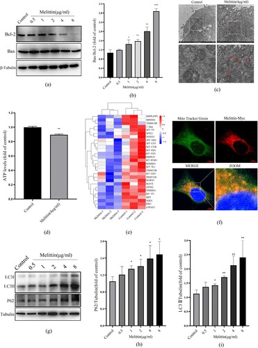 Figure 2. Melittin targets binding to mitochondria and disrupts autophagy flux in A549 cells. (a) Western blot was used to test the level of Bcl-2 and Bax. (b) Statistics of Bax/Bcl-2. (c) Mitochondria morphology was observed with the electron microscope. (d) Statistics of ATP levels. (e) Heat map of mitochondrial function-related downregulated genes in RNA-seq analysis. (f) Cells were transfected with Melittin-Myc lentivirus for 24 h and then labeled with Mito Tracker Green, observed under the confocal microscope. (g) A549 cells were treated with or without melittin (0.5, 1, 2, 4, 8μg/ml) for 24 h. Western blotting was used to autophagy detect the marker protein LC3 and P62. (h) Statistics of P62 levels. (i) Statistics of LC3 alternation. *p < 0.05, **p < 0. 01, ***p < 0.001 versus the Control.