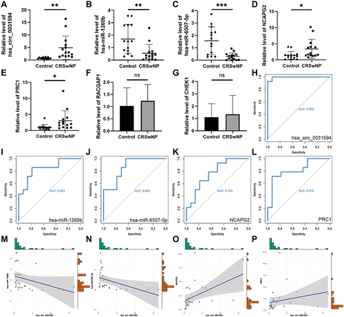 Figure 6 The factor expression levels and diagnostic values of core subnetwork, and correlation analysis in CRSwNP. (A–E) Confirmation of the expression of hsa_circ_0031594, hsa-miR-1260b, hsa-miR-6507-5p, NCAPG2, and PRC1 in the subnetwork using RT-qPCR (CRSwNP (n=14); control subjects (n=14). *P < 0.05, **P < 0.01, ***P<0.001. (F and G) Confirmation of the expression of RACGAP1 and CHEK1 in the subnetwork using RT-qPCR (CRSwNP (n=7); control subjects (n=7)). (H–L) ROC curves for testing the hsa_circ_0031594, hsa-miR-1260b, hsa-miR-6507-5p, NCAPG2 and PRC1 by RT-qPCR. (M) The correlation between hsa_circ_0031594 and hsa-miR-1260b (Spearman correlation coefficient = −0.55, p = 0.003). (N) The correlation between hsa_circ_0031594 and hsa-miR-6507-5p (Spearman correlation coefficient = −0.58, p = 0.001). (O) The correlation between hsa_circ_0031594 and NCAPG2 (Spearman correlation coefficient = 0.60, p = 0.001). (P) The correlation between hsa_circ_0031594 and PRC1 (Spearman correlation coefficient = 0.47, p = 0.011).