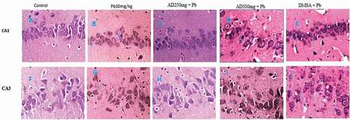 Figure 2. Composite photomicrograph of CA1 and CA3 hippocampal subfields of the brain of rats treated with Pb, AD + Pb and DSMA + Pb showing normal pyramidal cells in A and F, mild distortion in C, E and H and necrosis and neuronal loss in B, D, G, I and J. H and E × 400