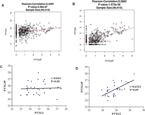 Figure 8. Correlations between PTTG3 and parental gene expressions. (A) Linkedomics was used to analyze the correlations between PTTG3P and PTTG1 gene expression in gastric cancer. (B) Linkedomics was used to analyze the correlations between PTTG3p and PTTG2 expression in gastric cancer. (C) Correlations between PTTG3p and PTTG1 in 30 clinical samples. (D) Correlations between PTTG3P and PTTG2 in 30 clinical samples.