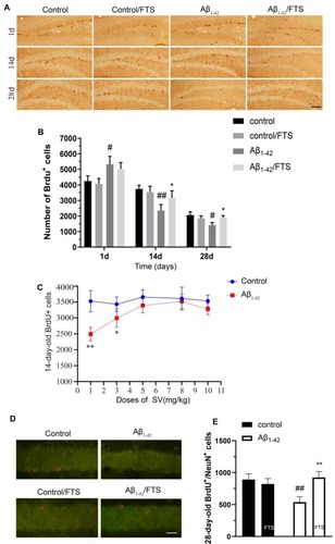 Figure 4 The effect of FTS on survival of newborn neurons in Aβ1-42-mice. (A) Immunohistochemistry of 1-, 14-, and 28-day-old BrdU+ cells in control mice (control), FTS-treated control mice (FTS), Aβ1-42-mice (Aβ1-42), and FTS-treated Aβ1-42-mice (Aβ1-42/FTS). Scale bar = 50 mm. (B) Comparison of the number of 1-day-old BrdU+ cells. #p < 0.05 and ##p < 0.01 vs control mice; *p < 0.05 vs Aβ1-42-mice. (C) Dose-dependency of FTS-protected 14-day-old BrdU+ cells in Aβ1-42-mice. *p < 0.05 and **P < 0.01 vs FTS-treated group. (D) Immunofluorescence of 28-day-old BrdU+/NeuN+ cells. Representative pictures of BrdU+/NeuN+ cells. Scale bar = 25 mm. (E) Comparison of the number of 28-day-old BrdU+/NeuN+ cells. ##p < 0.01 vs control mice; **p < 0.01 vs Aβ1-42-mice.