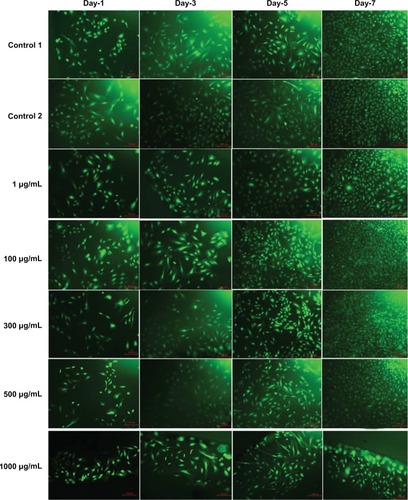 Figure 7 Fluorescence microscopy images of fluorescein diacetate-stained endothelial cells for the different doses of L-ascorbic acid (scale bar indicates 100 μm).