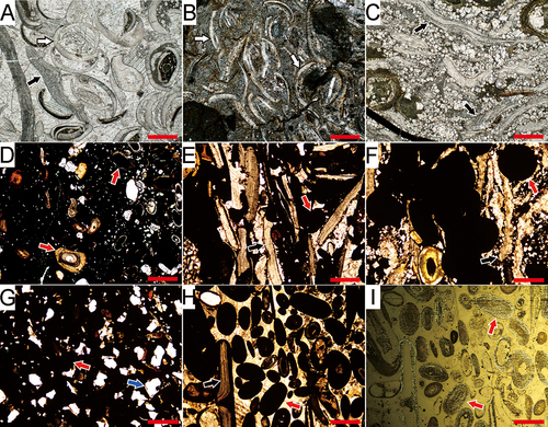 Figure 3. Thin sections of some typical rock types (A-H are under polarising microscope, I is under reflected microscope) of the Xiejingsi Formation in Changyang County, Hubei Province, China. A, Bioclastic grainstone from Bed 4 of the Linxiangxi section; B, Bioclastic packtone from Bed 2 of the Linxiangxi section; C, Bioclastic dolomitic limestone from Bed 8 of the Shaozhuya section; D-F, Oolitic hematite from Beds 2, 6 and 8 of the Shaozhuya section respectively; G-H, Oolitic hematite from Beds 4 and 9 of the Sanchuanling section respectively; I, Same view as H but under reflected microscope. Black, white, red and blue arrows indicate brachiopod, ostracod, hematite ooid and quartz respectively. Scale bars are all 0.5 mm long.