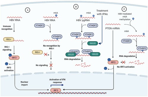 Figure 3. Interplay between innate immune responses and m6A-modified HBV RNA. (A) HBV RNA devoid of m6A marks is readily recognized by cytoplasmic RNA sensor RIG-I followed by activation of the downstream RIG-I signalling, dephosphorylation of IRF-3 and activation of anti-viral IFN responses which contribute to HBV RNA degradation. In contrast, m6A-modified HBV RNA is coupled with YTHDF2 which shields viral RNA from recognition by RIG-I. While RIG-I was found to recognize 5′-ϵ region of HBV pgRNA inducing type III IFN response and preventing interaction of pgRNA with viral Polymerase [Citation33], some evidence suggests that RIG-I is unable to recognize HBV RNA [Citation34,Citation35]. Additionally, HBV can efficiently suppress or bypass RIG-I recognition [Citation36,Citation37]. (B) Treatment of HBV-infected cells with IFNα activates expression of interferon-stimulated genes, including an RNA exonuclease molecule ISG20. In turn, ISG20 can interact only with m6A-modified and YTHDF2-bound HBV RNA, resulting in rapid RNA degradation. (C) In uninfected cells, PTEN mRNA can activate IRF-3 and induce IFN signalling, thus contributing to antiviral immune responses. Upon HBV infection, HBV HBx protein mediates recruitment of METTL3/METTL14 complex to PTEN mRNA and its m6A methylation. Methylated PTEN mRNA is then bound by YTHDF2 reader protein, reducing its stability and promoting PTEN mRNA decay.