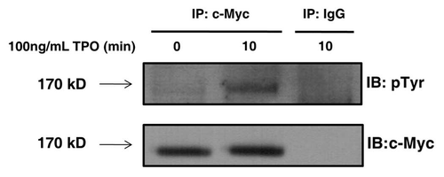 Figure 3 Tensin2 is phosphorylated in a TPO-dependent fashion. BaF3/c-Mpl/c-Myc-tagged Tensin2 cells were starved of serum and then stimulated with 100 ng/mL of TPO for various time points. Cells were then lysed and immune-purified with anti-c-Myc antibody or mouse IgG as control. Immune precipitates were analyzed by western blotting.