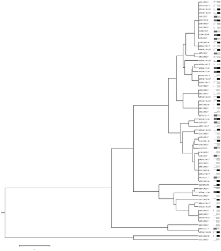 Figure 3. Dendrogram clustering C. albicans isolates according to their CAI genotype. S: Smoker; NS: non-smoker, F: Female, M: Male. Smokers/Male; Smokers/Female; Non-smokers/Male; Non-smokers/Female.