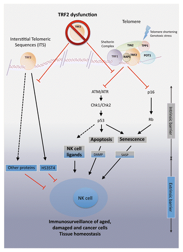 Figure 1. TERF2 controls innate immunosurveillance through cell-intrinsic and cell-extrinsic pathways. Two pathways link telomeres to the activation of natural killer (NK) cells. On the one hand, telomere dysfunction triggers the DNA damage response (DDR), which promotes apoptosis or senescence, constituting a cell-intrinsic barrier against oncogenesis. This can lead to the recruitment of NK cells through a p53-dependent signaling pathway, the release of damaged-associated molecular patterns (DAMPs) or the activation of the senescence-associated secretory program (SASP). On the other hand, the binding of telomeric repeat-binding factor 2 (TERF2) to DNA regions other than telomeres results in the transactivation of heparan sulfate (glucosamine) 3-O-sulfotransferase 4 (HS3ST4). HS3ST4 actually inhibits the recruitment of NK cells. The dysfunction of TERF2, compromising both cell-intrinsic and -extrinsic barriers to carcinogenesis, exerts a positive effect on (NK cell-dependent) cancer immunosurveillance.