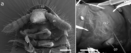 Figure 9. Siphonethus aff. dudleycookeorum sp. nov. (NZAC03038958), female, from New Zealand, SEM images. (a) Anterior body, ventral view. (b) Coxa of leg 2 with gonopore. Scale: a = 100 µm, b = 20 µm. Abbreviations: at = antennae, co = collum, cx = coxa, gp = gonopore.