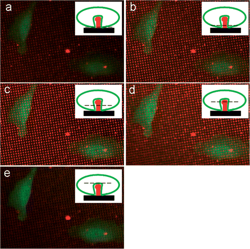 Figure 5. Z-stack of TLN expressing HeLa cells cultured on top of Alexa 555 labelled PA22-2 on top of the needles. The small insets form a schematic representation of the experimental set-up with the confocal plane of the picture as a dashed line. The consecutive pictures are taken at 0.5 µm intervals.
