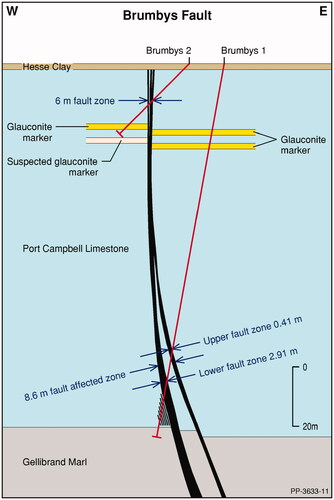 Figure 5. Schematic of Brumbys Fault and drilling intercepts from Brumbys 1 and Brumbys 2, with 2 m displacement of glauconitic mud marker at 28 m depth and ∼4 m displacement at top of Gellibrand Marl (3 D seismic interpretation). Horizontal distances not to scale.