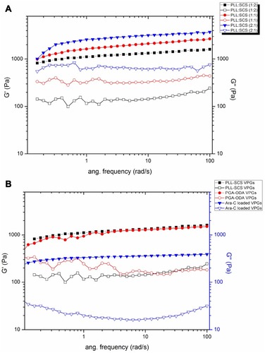 Figure 3 (A) The elasticity modulus G′ and the viscosity modulus G″ of PLL-SCS VPGs with different charge molar ratio of PLL and SCS at 37°C as a function of angular frequency. Solid symbol represents G′ and hollow symbol represents G″. (B) The elasticity modulus G′ and the viscosity modulus G″ of polyelectrolyte complexed VPGs (charge molar ratio of system is 1:2) and Ara-C loaded VPGs at 37°C as a function of angular frequency. Solid symbol represents G′ and hollow symbol represents G″.