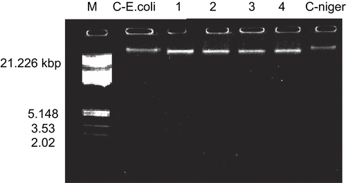 Figure 1.  DNA cleavage study of Co(II) (2) and Cu(II) (6) complexes on genomic DNA. M, standard molecular weight marker; C- E.coli, control DNA of E. coli; lane 1, E. coli DNA treated with Co(C24H18N2O6).2H2O; lane 2, E. coli DNA treated with Cu(C24H18N2O6).2H2O; lane 3, A. niger DNA treated with Co(C24H18N2O6).2H2O; lane 4, A. niger DNA treated with Cu(C24H18N2O6).2H2O; C- niger: control DNA of A. niger.