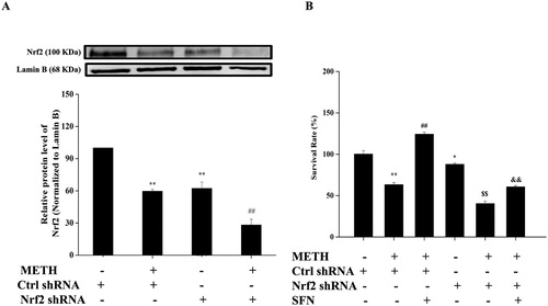 Figure 6. The regulation of SFN on cell viability by activation of Nrf2 in PC12 cells post METH treatment. Cells were divided into control shRNA group, control shRNA + METH group, control shRNA + METH + SFN group, Nrf2 shRNA group, Nrf2 shRNA + METH group, Nrf2 shRNA + METH + SFN group. Expression of Nrf2 was evaluated in Nrf2 shRNA transfected PC12 cells by western blot to confirm the success knock-down of Nrf2 expression in PC12 cells (A); MTT method was applied to examine the cell viability in Nrf2 transfected PC12 cells, as well as to determine the effect of SFN on cell viability in Nrf2 shRNA transfected PC12 cells (B). Results were expressed as mean ± standard error of three separate experiments. Statistical significance: **P < 0.01 compared to the control group, #P < 0.05 compared to the METH group, $$P < 0.01 compared to the Nrf2 shRNA group. &&P < 0.01 compared to the METH and SFN treated control shRNA group.
