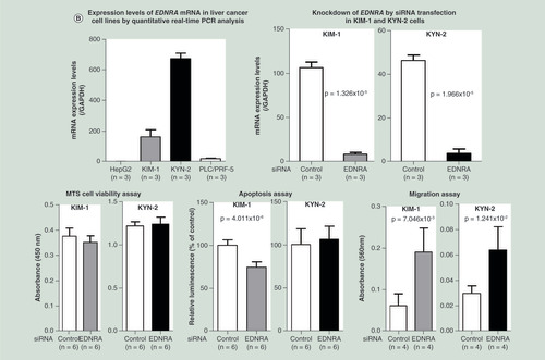 Figure 6.  Significance of AKT3 and EDNRA for hepatocyte function revealed by transfection with siRNA. (A) Knockdown of the AKT3 gene by siRNA transfection was performed in HCC cell lines KIM-1 and KYN-2, which show higher levels of AKT3 expression. Knockdown of the AKT3 gene resulted in increased cell viability (p = 1.63 × 10-2 for KYN-2), reduced apoptosis (p = 1.77 × 10-5 for KIM-1) and enhanced cell migration (p = 0.77 × 10-2 for KYN-2). (B) Knockdown of the EDNRA gene by siRNA transfection was performed in HCC cell lines KIM-1 and KYN-2, which show higher levels of EDNRA expression. Knockdown of the EDNRA gene resulted in reduced apoptosis (p = 4.011 × 10-6 for KIM-1) and enhanced cell migration (p = 0.70 × 10-2 for KIM-1 and p = 0.70 × 10-2 for KYN-2). These data indicated that AKT3 and EDNRA, representative genes frequently showing both genetic and epigenetic variations (single nucleotide variation and personal differentially methylated region) and included in the top pathway of Table 2, play a significant role in hepatocyte functions such as proliferation, apoptosis and migration.HCC: Hepatocellular carcinoma.