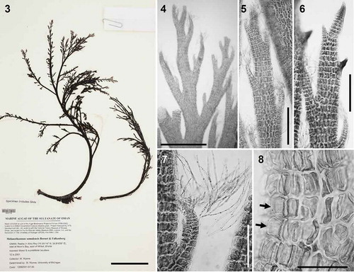 Figs 3–8. Melanothamnus somalensis, the type species of Melanothamnus. Fig. 3. Herbarium specimen MICH 662774. Fig. 4. Apical part of a specimen with alternately arranged branches. Figs 5–6. Apices of branches with (Fig. 5) or without (Fig. 6) abundant trichoblasts. Fig. 7. Apex of a lateral branch with trichoblasts. Fig. 8. Surface view of cells with the plastids lying exclusively on radial walls while the outer walls appear transparent (arrows). Scale bars: Fig. 3, 6 cm; Fig. 4, 1 mm; Figs 5 and 6, 350 µm; Fig. 7, 200 µm; Fig. 8, 100 µm.