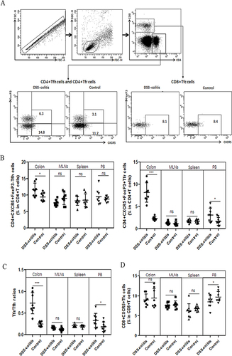 Figure 2 Increased levels of CD4+CXCR5+FoxP3-Tfh cells, CD4+CXCR5+FoxP3+Tfr cells and Tfr/Tfh ratios in the colon of DSS-induced colitis mice. (A) Representative dot plots from flow cytometry results showing the definitions of Tfr cells, Tfh cells, and Tfc cells as CD4+CXCR5+FoxP3+T cells (Tfr), CD4+CXCR5+FoxP3-T cells (Tfh), and CD8+CXCR5+T cells (Tfc), respectively. Numbers indicate the percentage of Tfr cells and Tfh cells in CD4+ lymphocytes and the percentage of Tfc in CD8+ lymphocytes. (B) Comparison of the levels of CD4+CXCR5+FoxP3-Tfh cells and CD4+CXCR5+FoxP3+Tfr cells in the colon, mesenteric lymph nodes (MLNs), spleen and peripheral blood (PB) of DSS-induced colitis mice (n=8) and controls (n=8). (C) Comparison of Tfr/Tfh cell ratios in the colon, MLNs, spleen, and PB of DSS-induced colitis mice (n=8) and controls (n=8). (D) Comparison of the levels of CD8+CXCR5+Tfc cells in the colon, MLNs, spleen and PB of DSS-induced colitis mice (n=8) and controls (n=8). Symbols represent individual subjects and each subject was measured once in one independent experiment. Data are expressed as mean±SD. MLNs, mesenteric lymph nodes; PB, peripheral blood. *p < 0.05; ***p < 0.001.