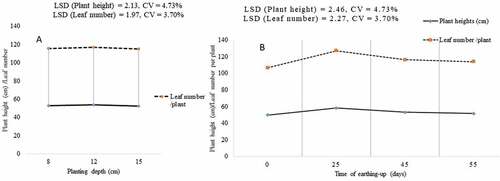 Figure 3. Effect of planting depth and times of earthing up on plant height and leaf number of potato.