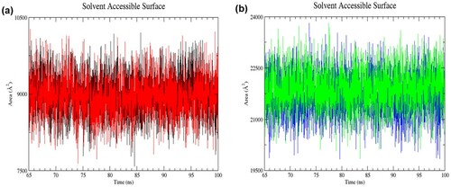 Figure 6. (Colour online) Solvent accessible surface area (SASA) of proteins as a function of time from 65 to 100 ns of simulation. (a) Black denotes wild-type structure and red denotes mutant structure in the resting state. (b) Blue denotes wild-type structure and green denotes mutant structure in the activated state. The wild-type and mutant structures in the activated state had higher SASA values than those in the resting state.