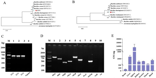 Figure 3. PCR identification of Bacillus cereus. (A) Phylogenetic tree of strain Y271 based on 16S rDNA gene. (B) Phylogenetic tree of strain Y271 based on gyrb gene. (C) M: 2000 marker; 1: Y271-1 2: Y271-2; 3: Y271-3; 4: Negative control. (D) Y271 toxin gene PCR assays. (E) The bacterial load in tissues of diseased P. sinensis caused by B. cereus. Brain 5.1 ± 0.8 × 101 copies/mg, liver 2.58 ± 0.29 × 103 copies/mg, spleen 1.54 ± 0.12 × 104 copies/mg, kidney 1.17 ± 0.18 × 103 copies/mg, ovary 1.29 ± 0.04 × 103 copies/mg, intestine 5.38 ± 0.42 × 102 copies/mg and blood 1.57 ± 0.19 × 103 copies/mg.